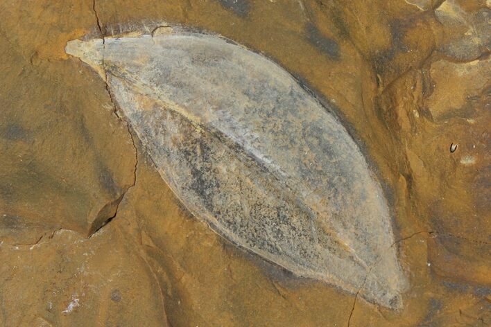 Paleocene Fossil Leaf (Macginitiea) - North Dakota #95511